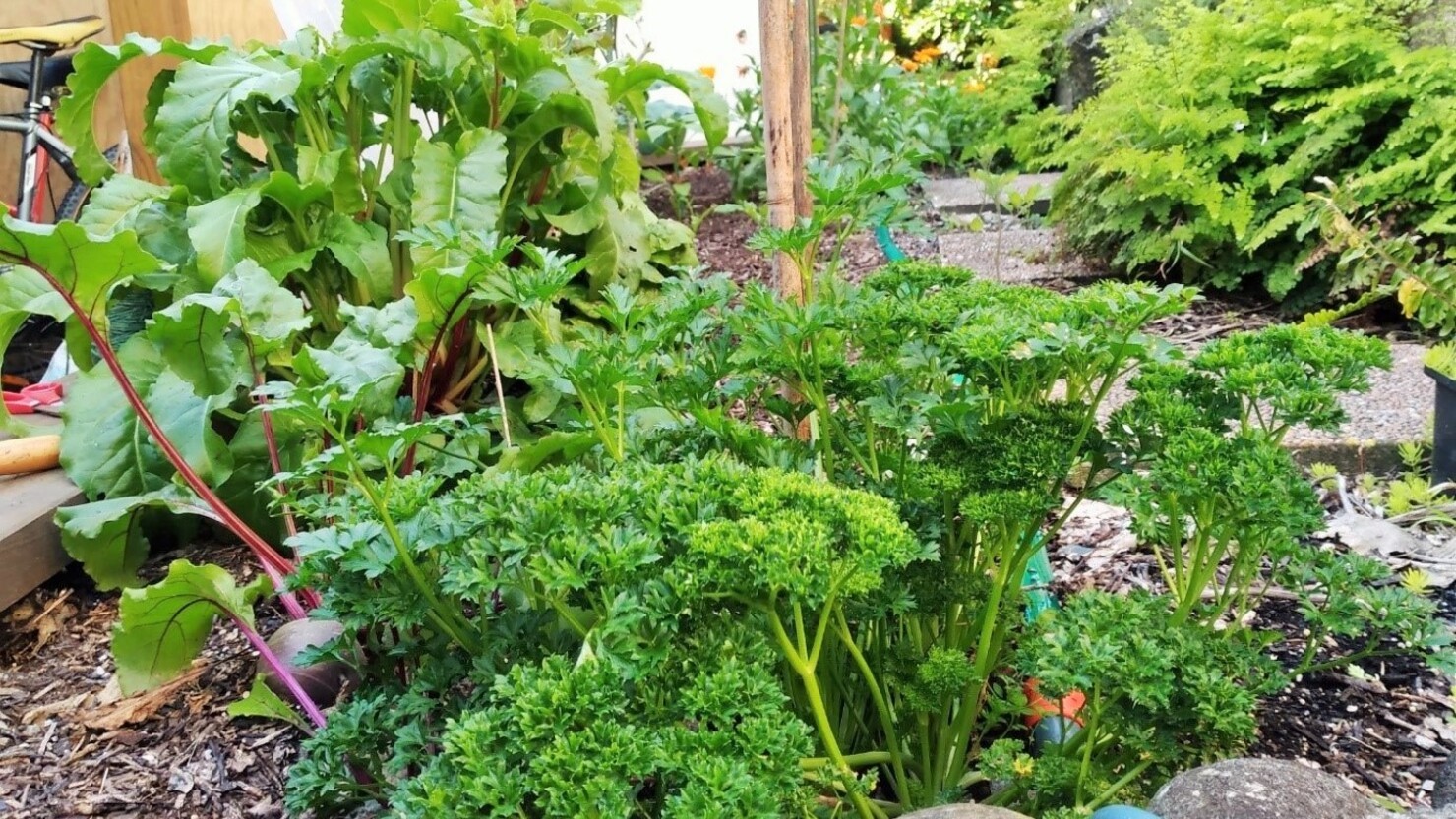 さまざまなハーブ類、葉野菜が生い茂る下段のスペース　© Mari Sato-Clothier