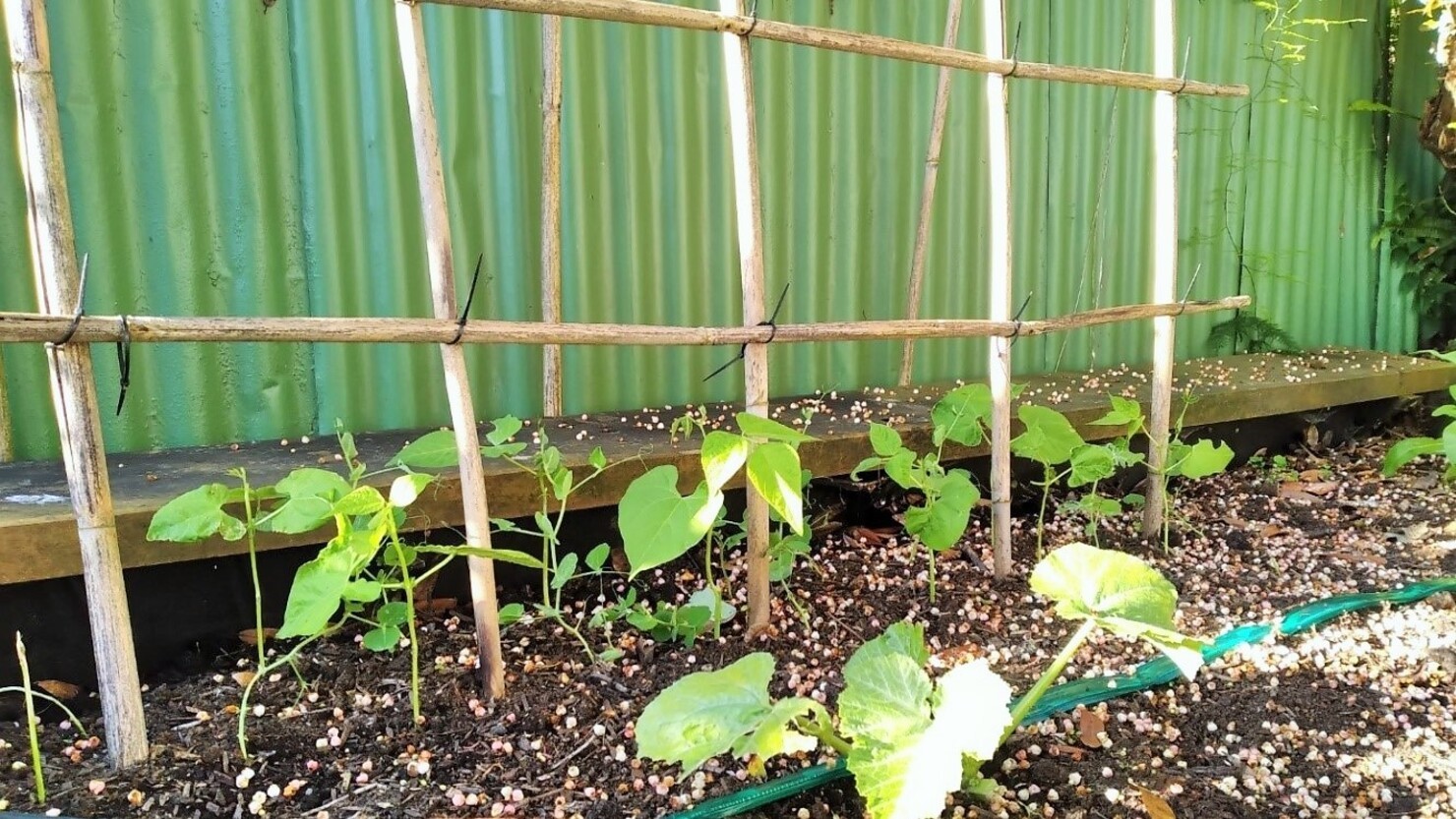 エンドウマメが支柱に巻き付こうと伸び始めていた。手前はズッキーニ 　© Mari Sato-Clothier