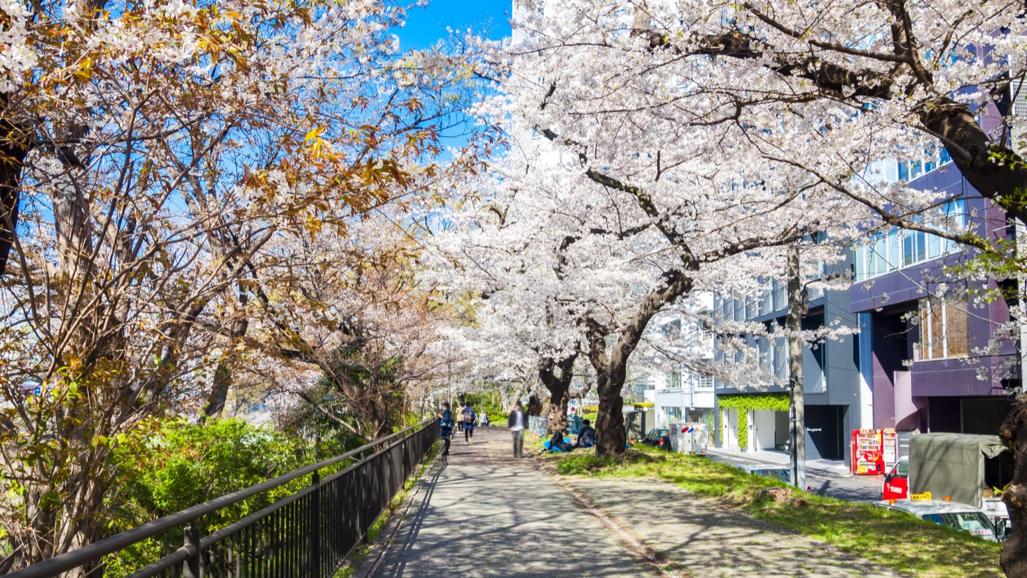 外濠公園の桜