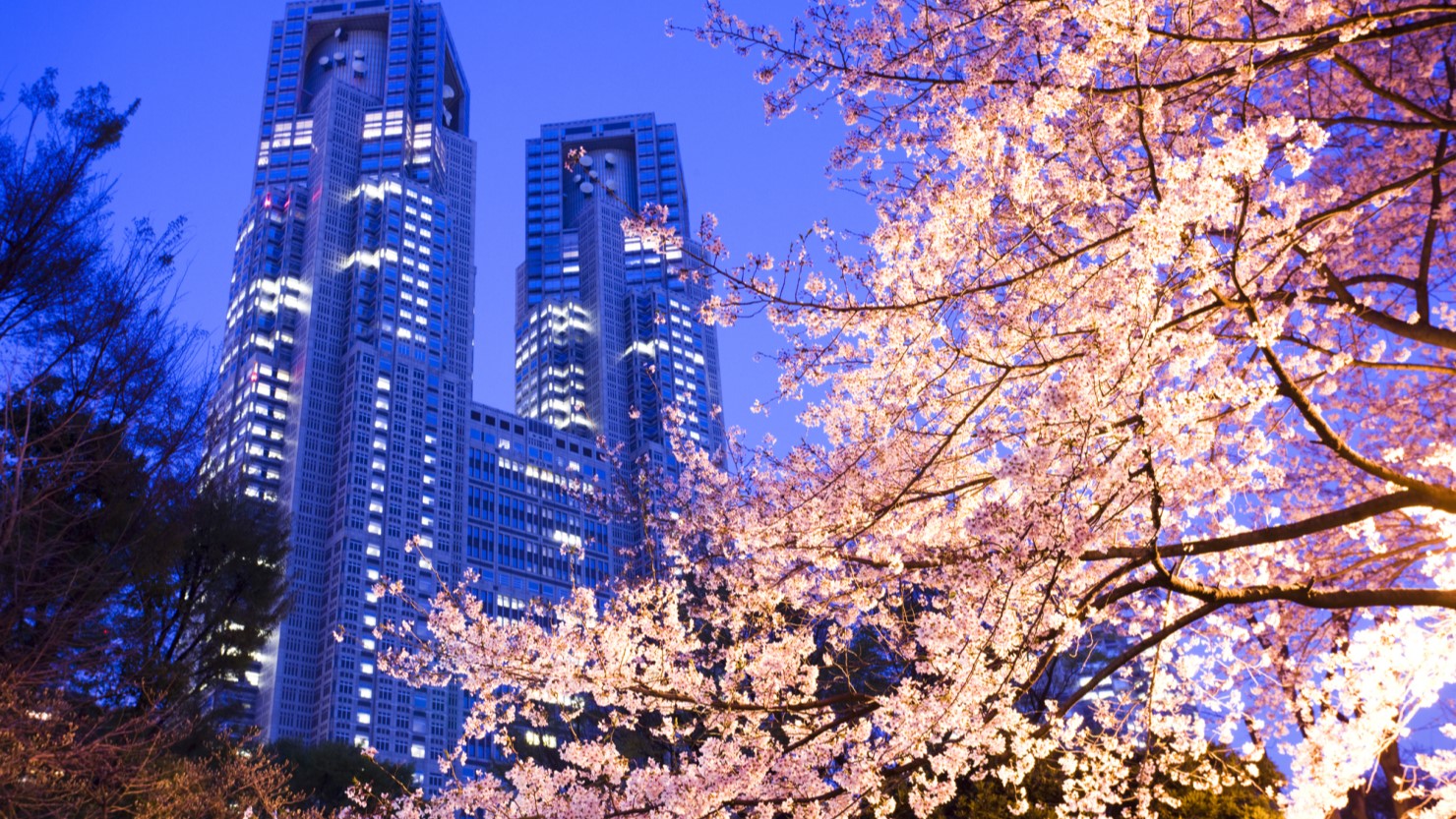 新宿中央公園の夜桜