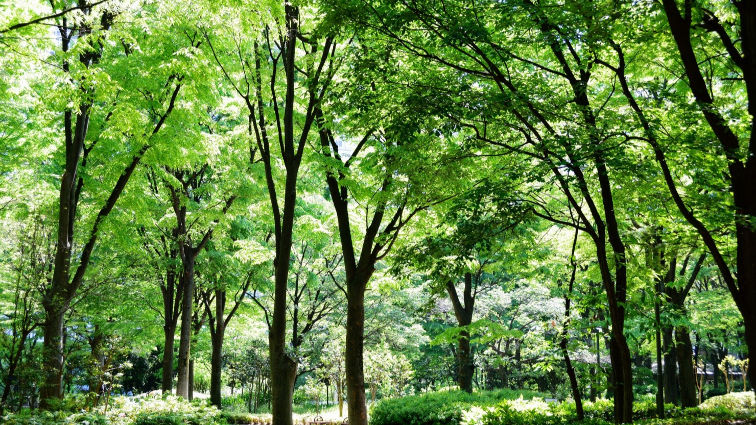 新緑の新宿中央公園