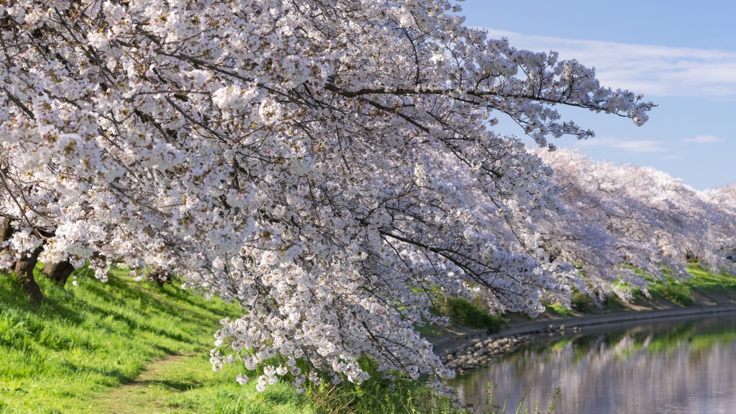 越谷の河原にある桜