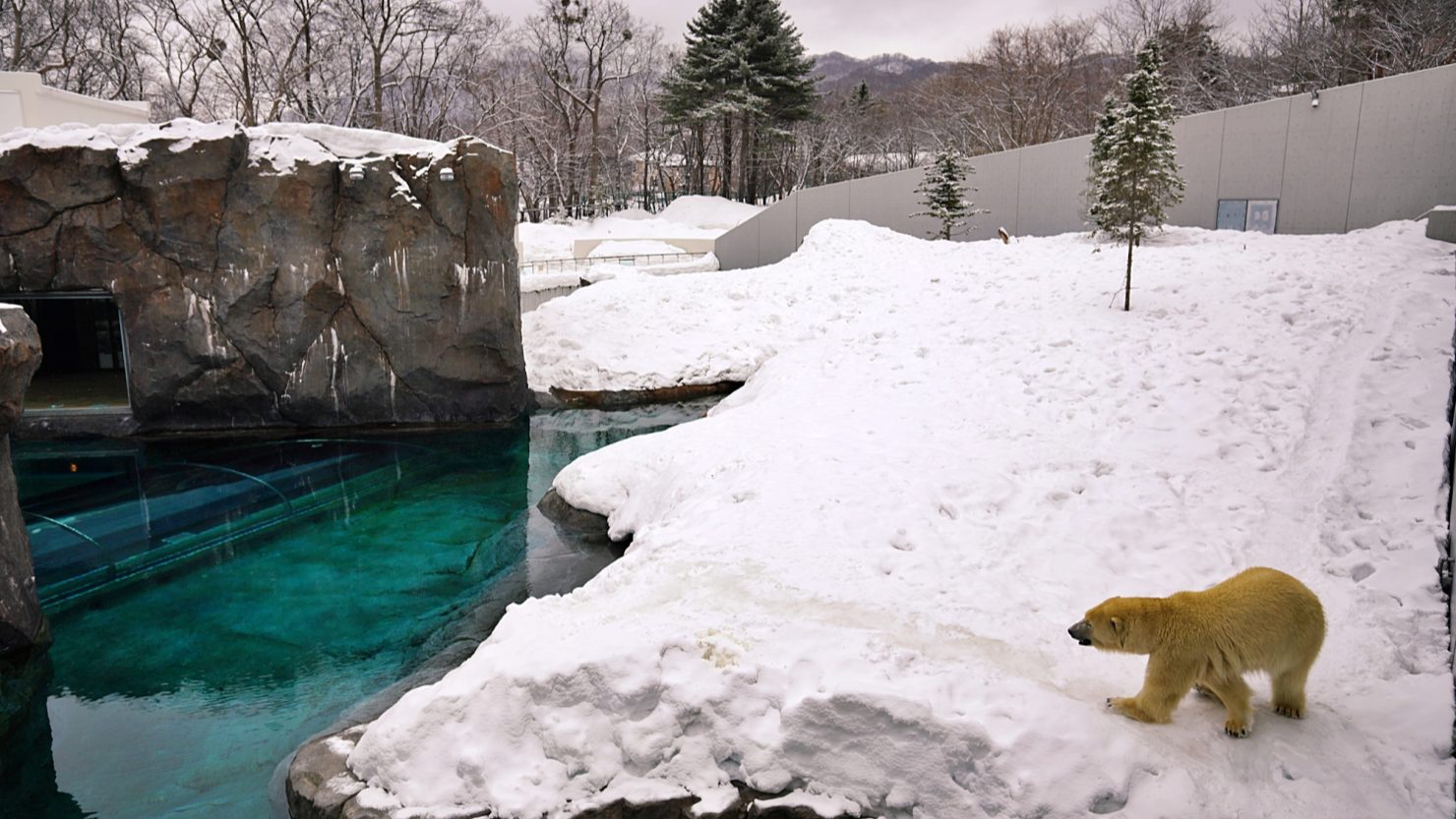 札幌市円山動物園 ホッキョクグマ館　