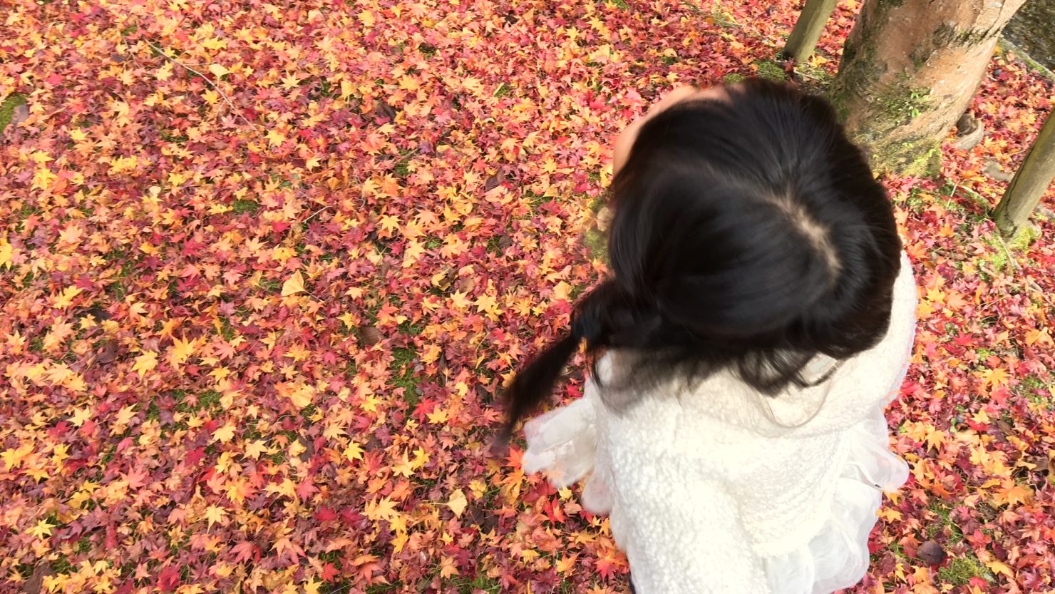 公園の色づいた葉とわが子