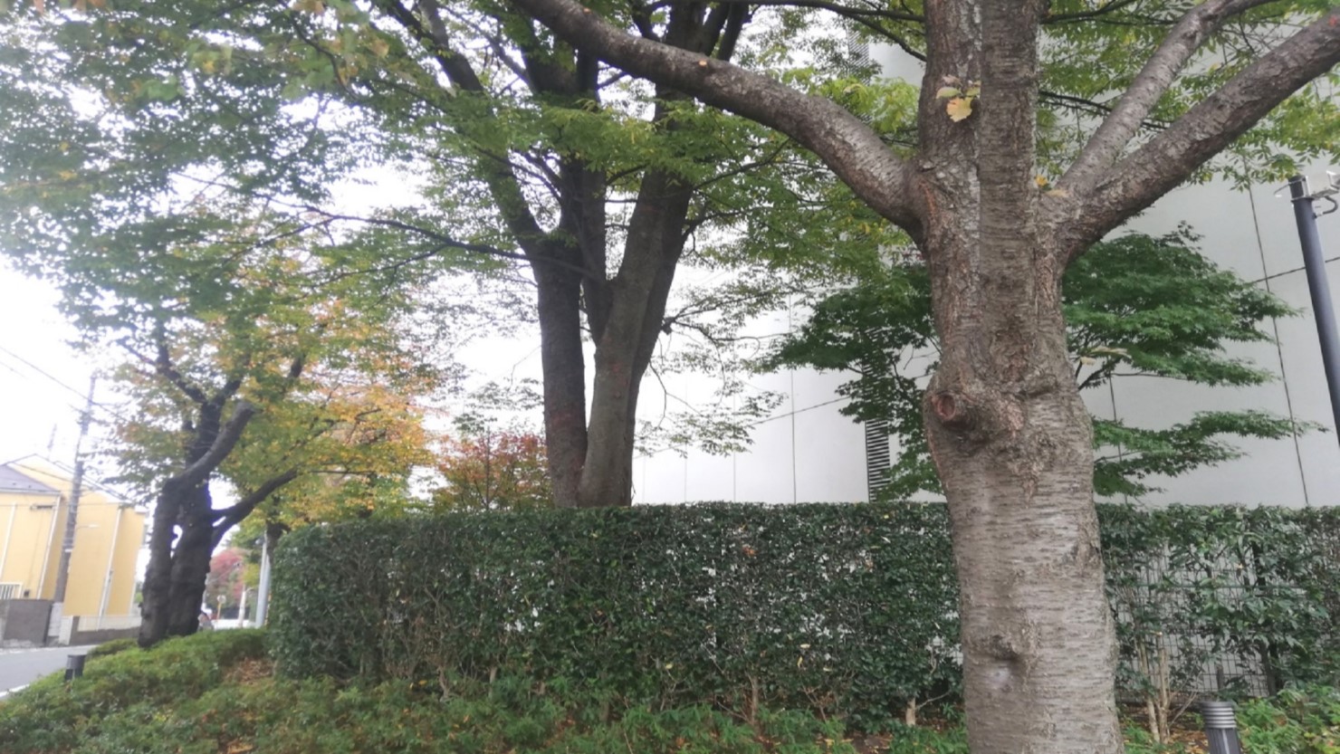 飛田給駅周辺の自然