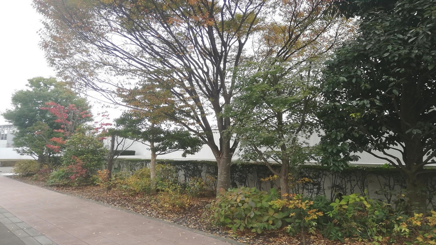 飛田駅周辺の穏やかな雰囲気