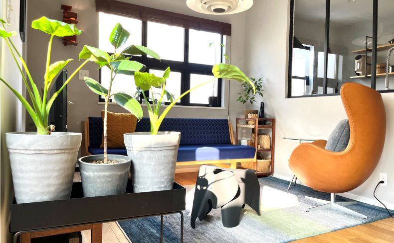 “100均の観葉植物”は大きくなる？4年栽培して分かった育て方のコツ