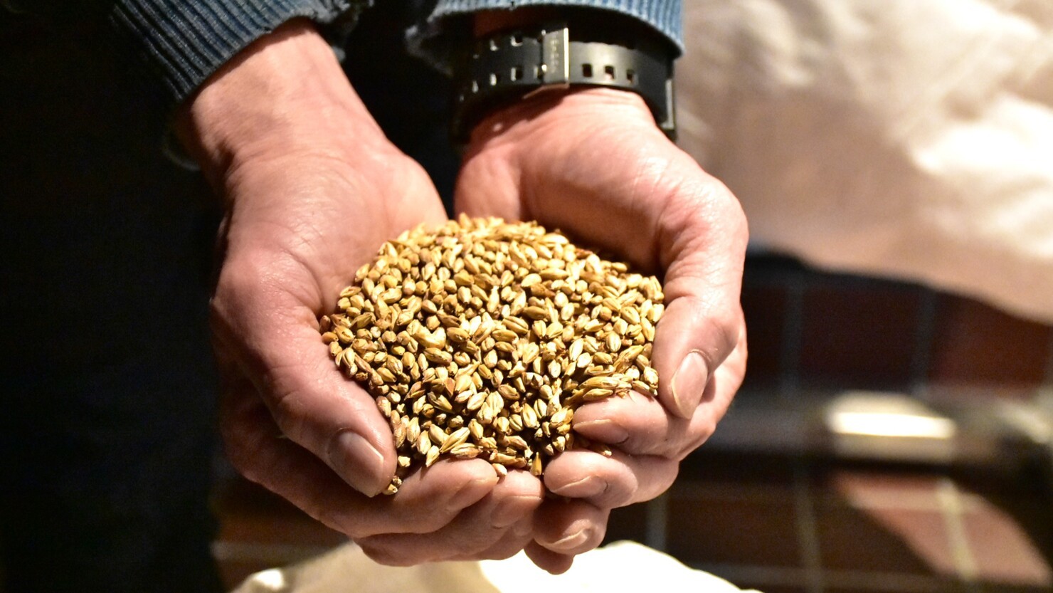 モルトは香ばしく、うまみがあり、ビールのおつまみにもなりそう　© K. Isozaki　