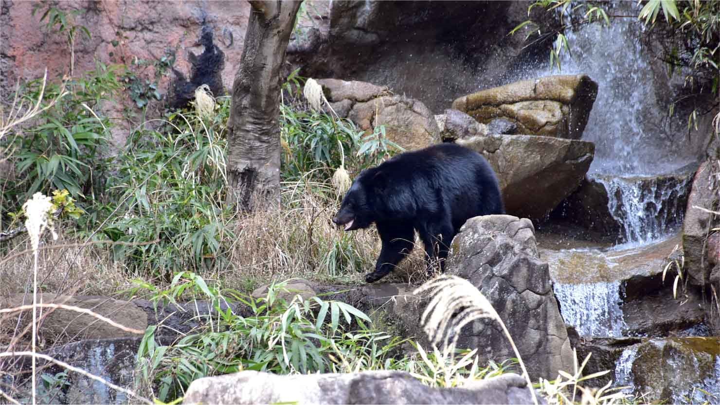 迫力満点のニホンツキノワグマ。岩や水辺など生息環境を再現　© K.Isozaki