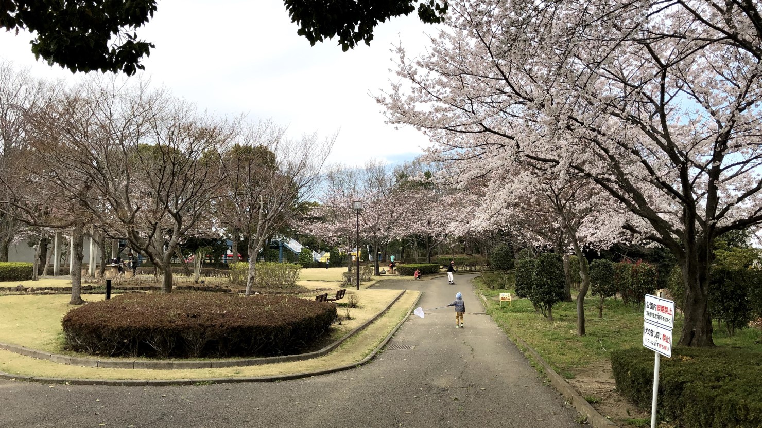 野田市総合公園内の桜