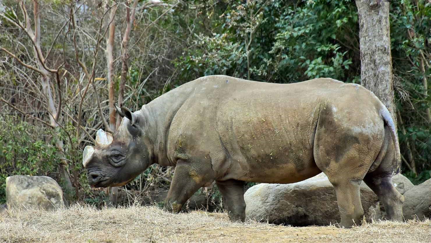 授業では獣舎のなかで大きなヒガシクロサイと対面し給餌体験も　© K.Isozaki