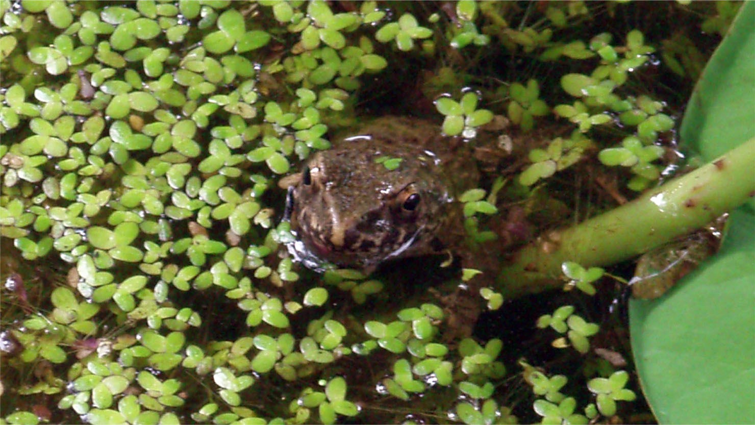 緑区の小学校と共同で野生復帰に取り組むムカシツチガエル（写真提供：横浜市繁殖センター）