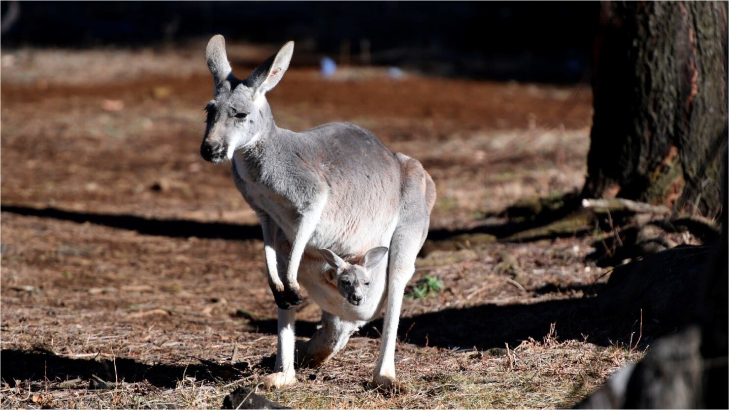 園の”アイドル