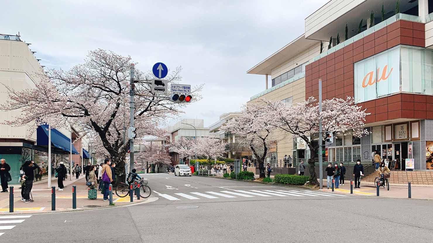青葉区の歩道並木