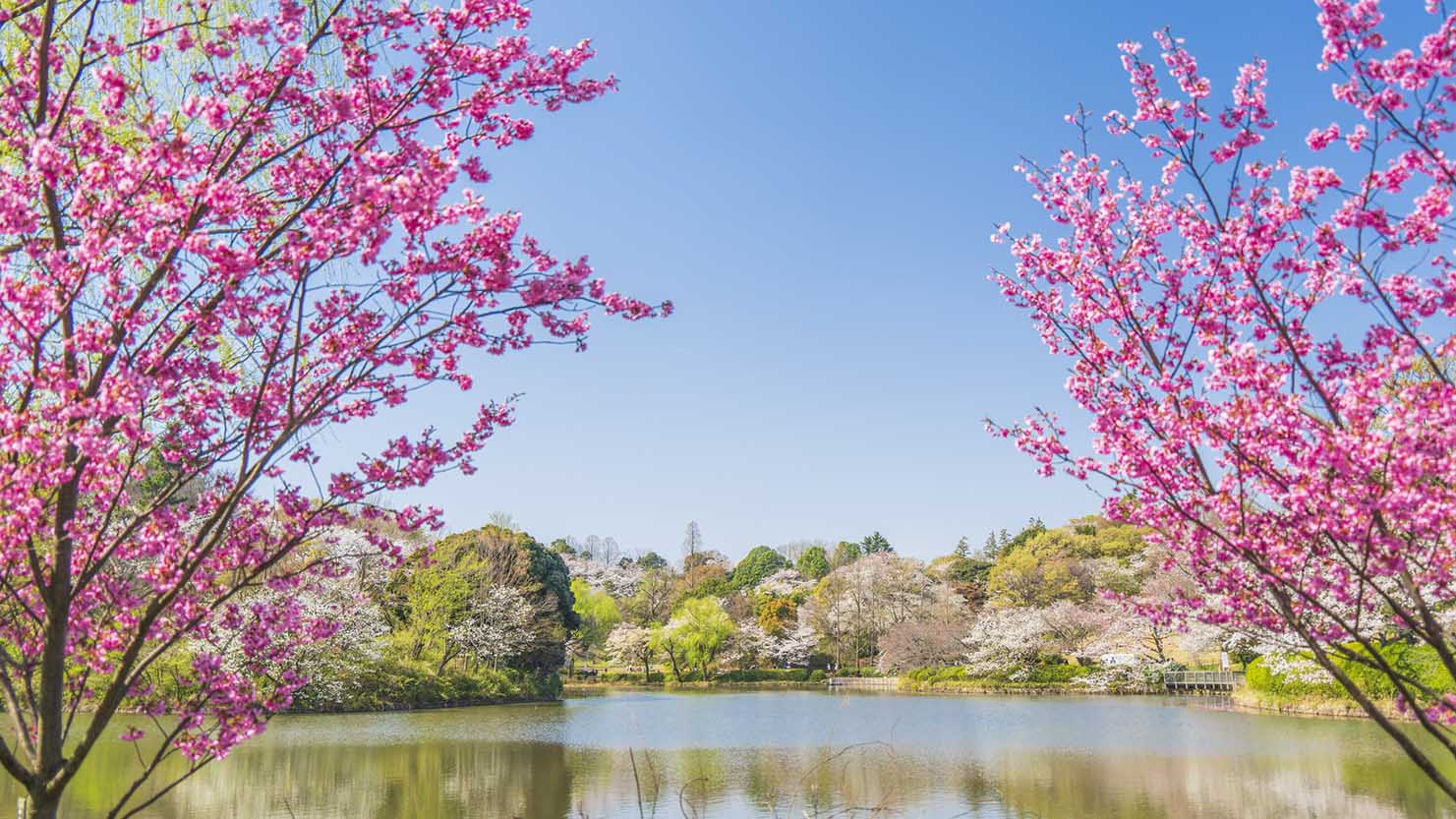 神奈川県三ツ池公園の桜景色