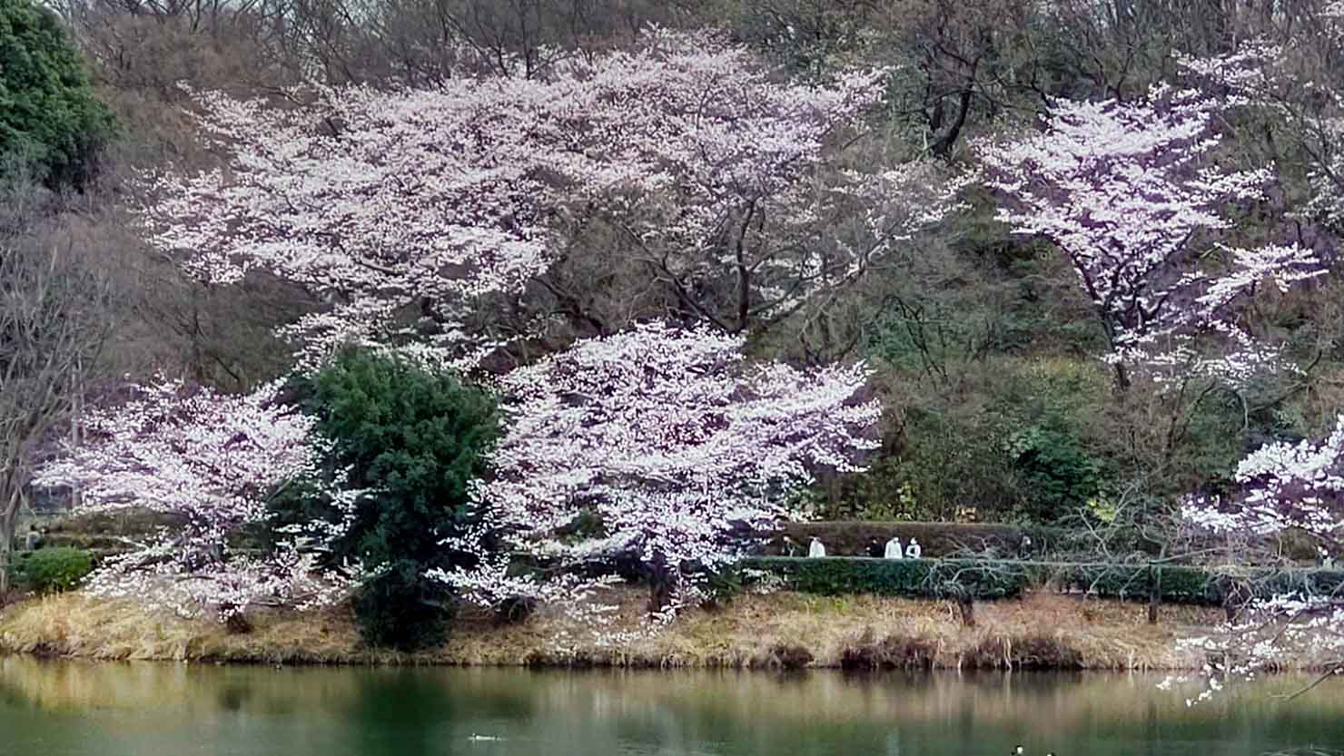 三ツ池公園の桜