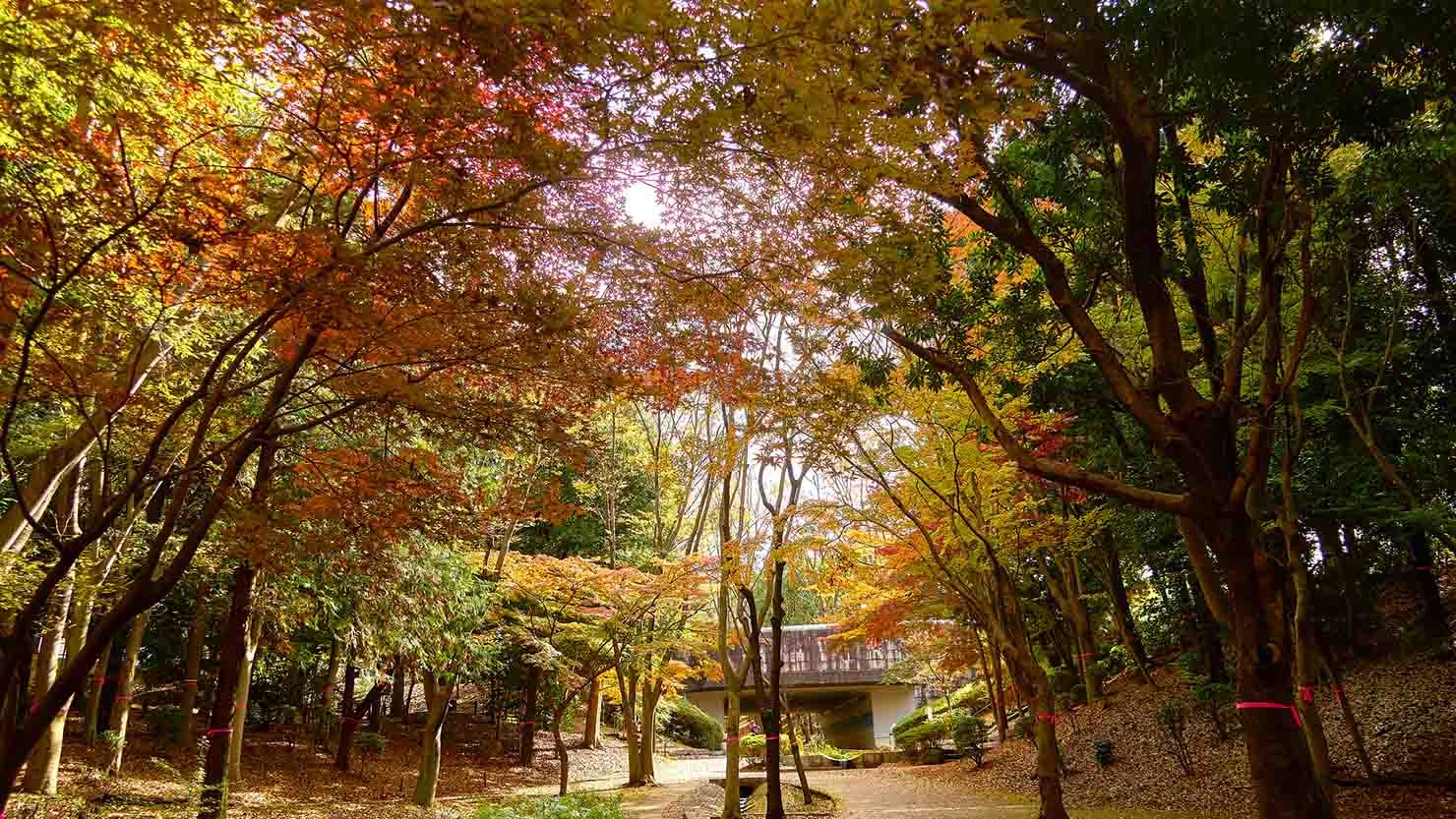 ふれあいの丘の紅葉