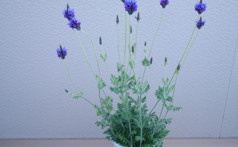 「ラベンダー」の育て方。初心者でも上手に栽培するコツや注意点