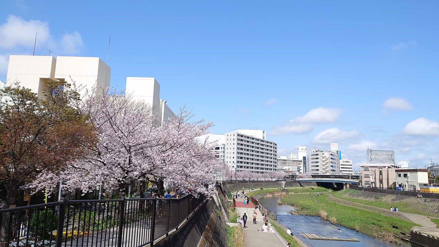 江戸時代からの桜の名所、柏尾川沿いの桜並木