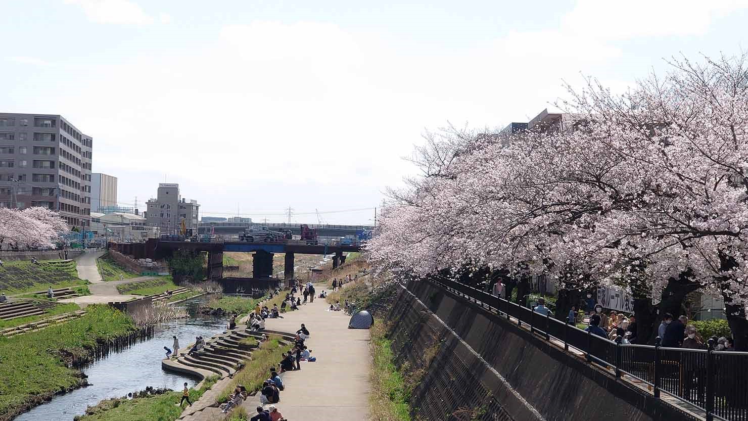 柏尾川の桜並木　