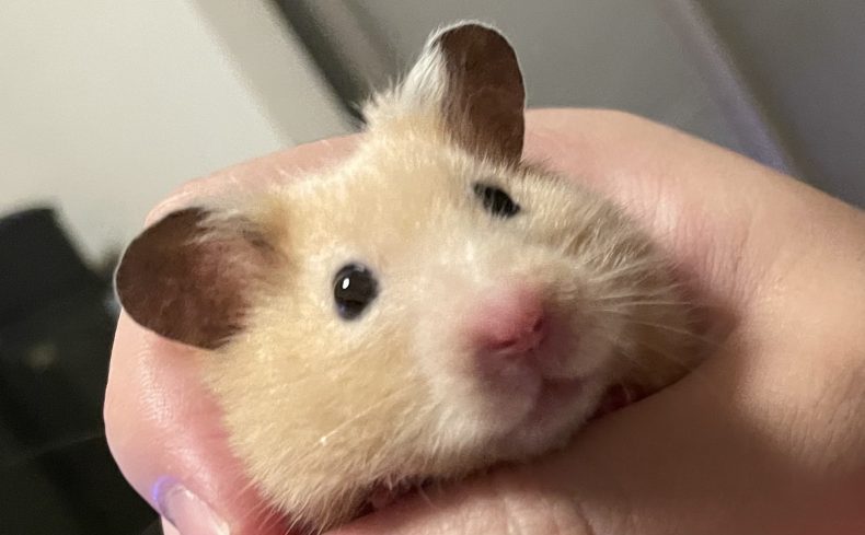 “ゴールデンハムスター”を飼った体験談！飼い方・魅力・値段・飼育環境まとめ