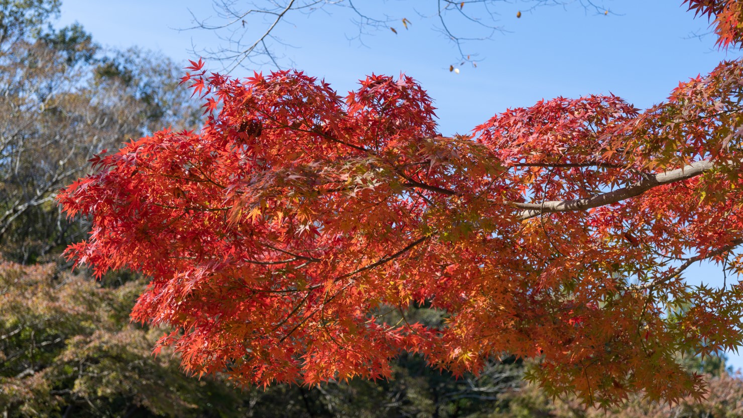 泉谷公園の紅葉