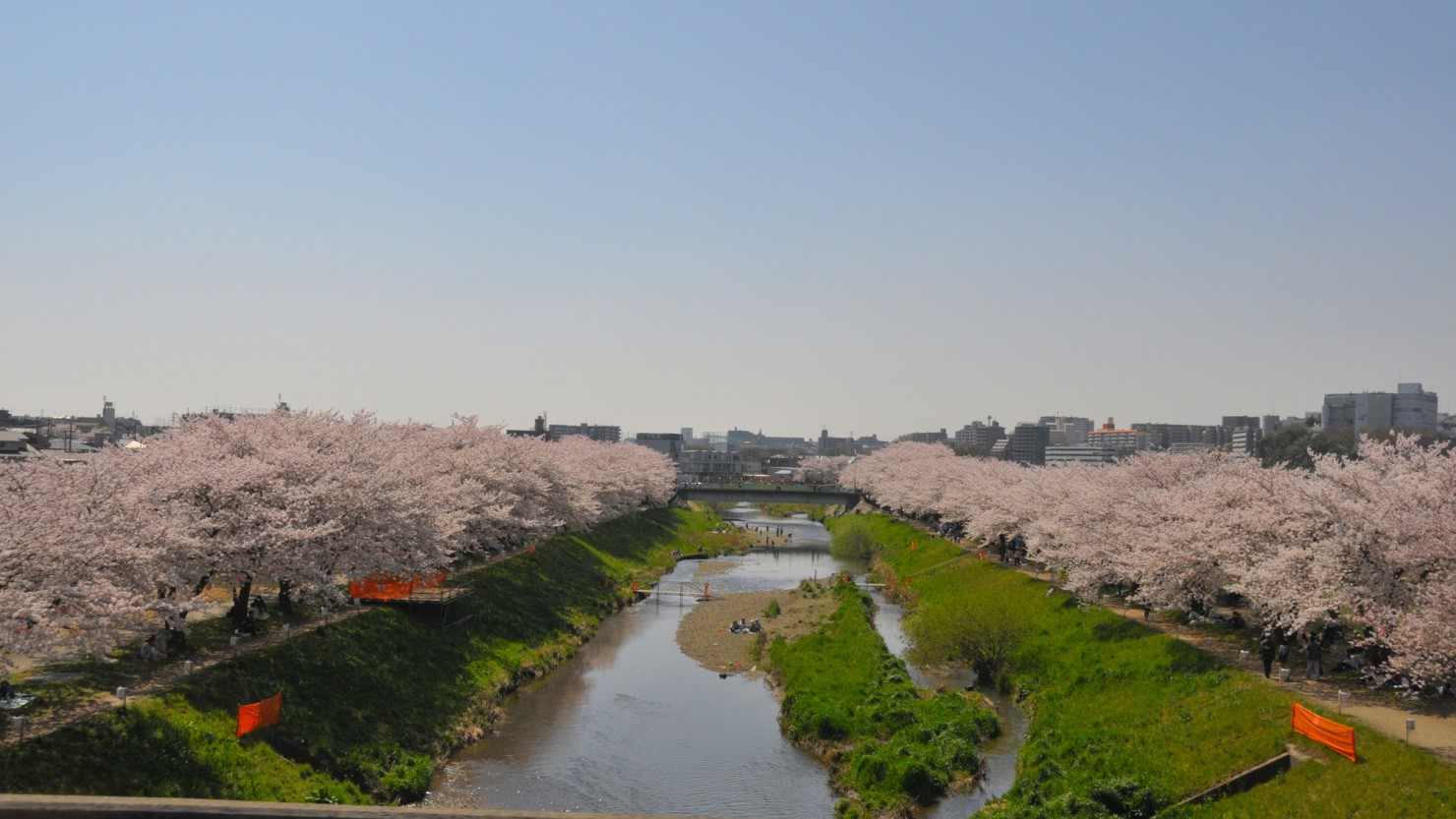 朝霞台駅近郊　黒目川の桜並木