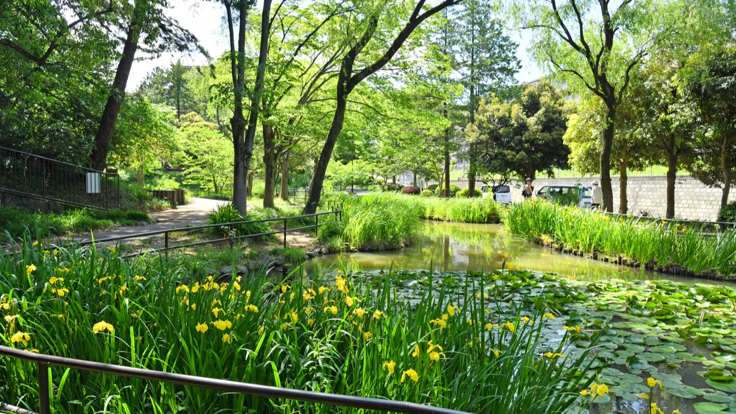 藤が丘公園の池の画像