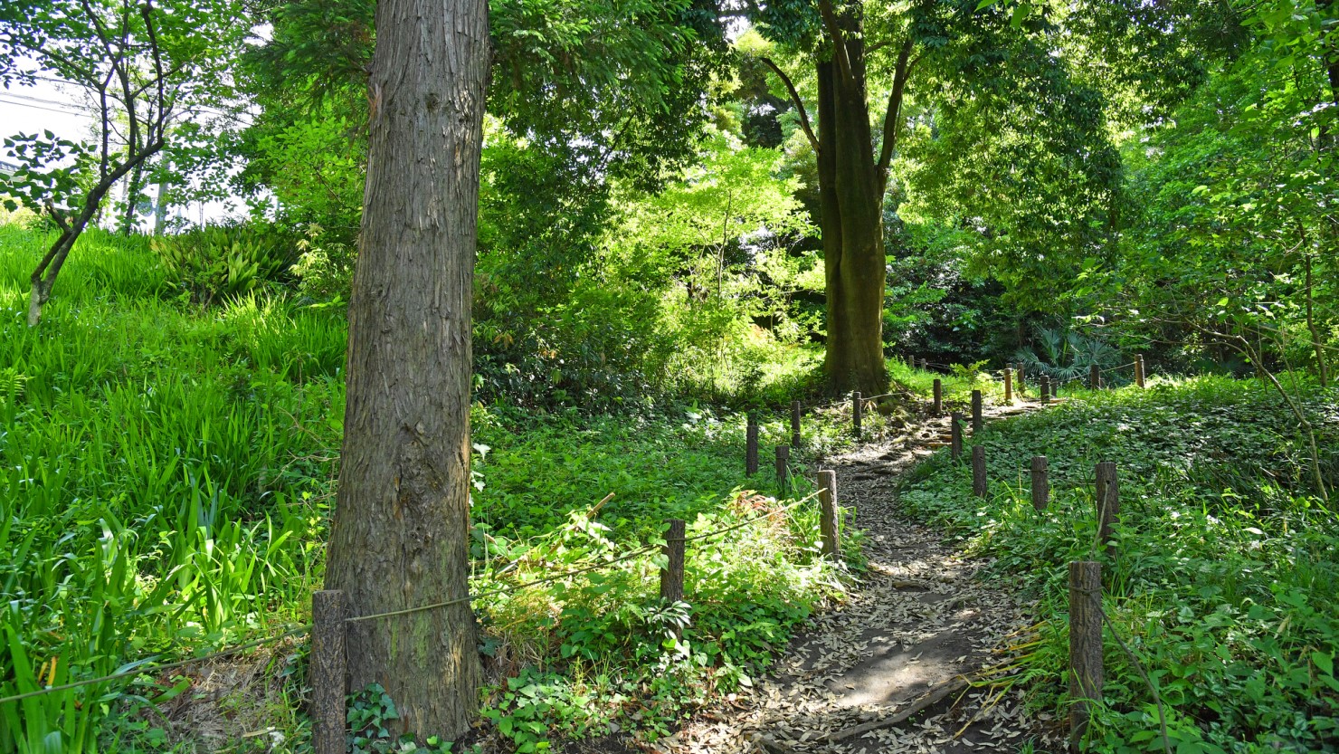 藤が丘公園散策路