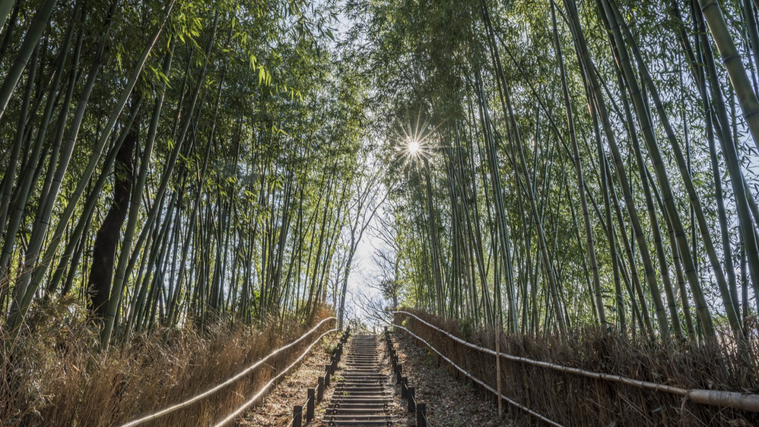 もえぎ野ふれあい樹林の画像