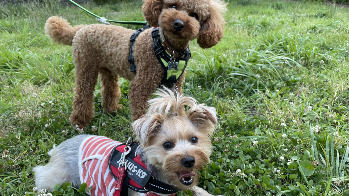 もえぎ野公園で遊ぶ犬