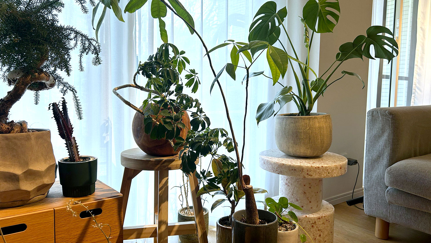 南側の大きな窓のそばに置かれているさまざまな観葉植物たち