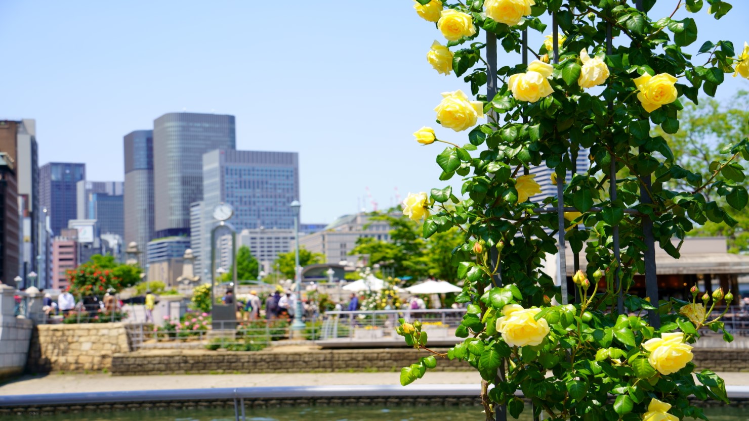 中之島公園にあるバラ園。3000種のバラが咲き誇る