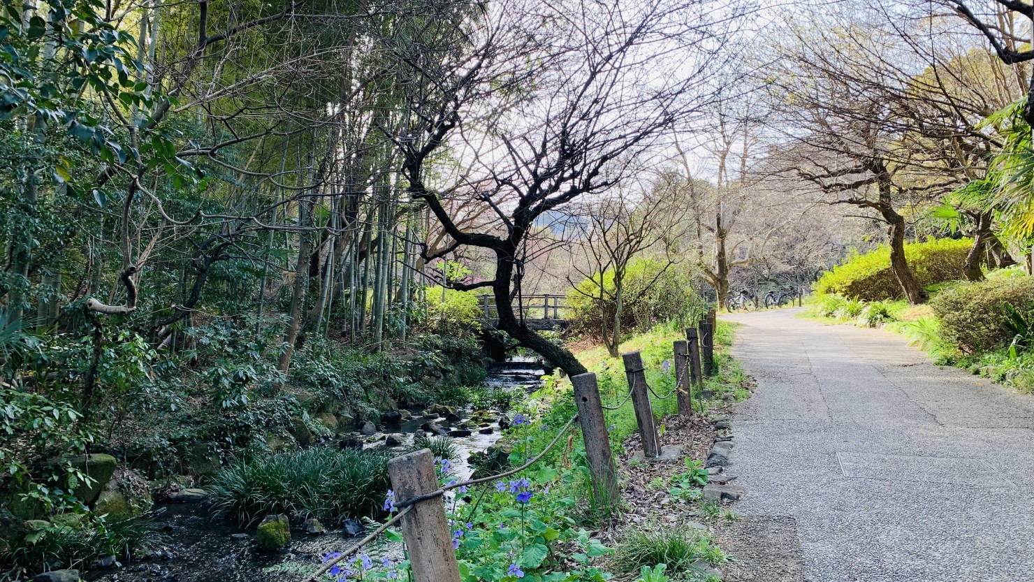帷子川親水緑道は散歩におすすめ
