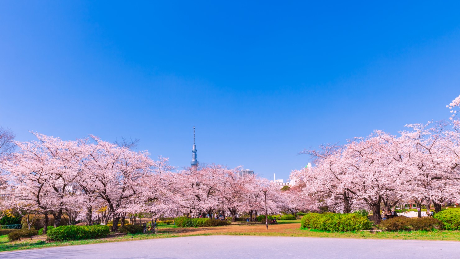 猿江恩賜公園の桜並木