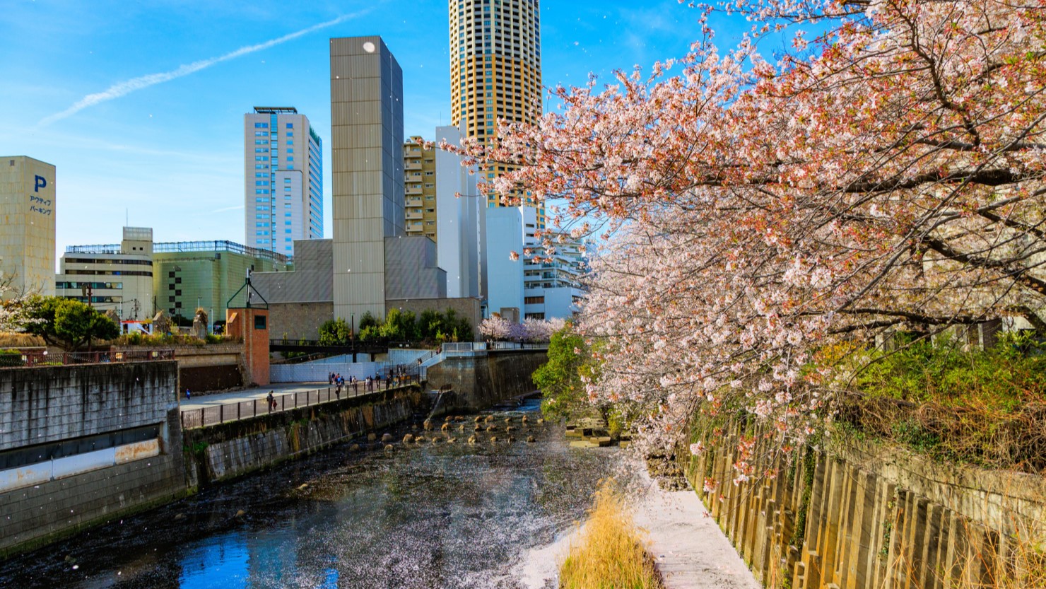 目黒川沿いの桜並木