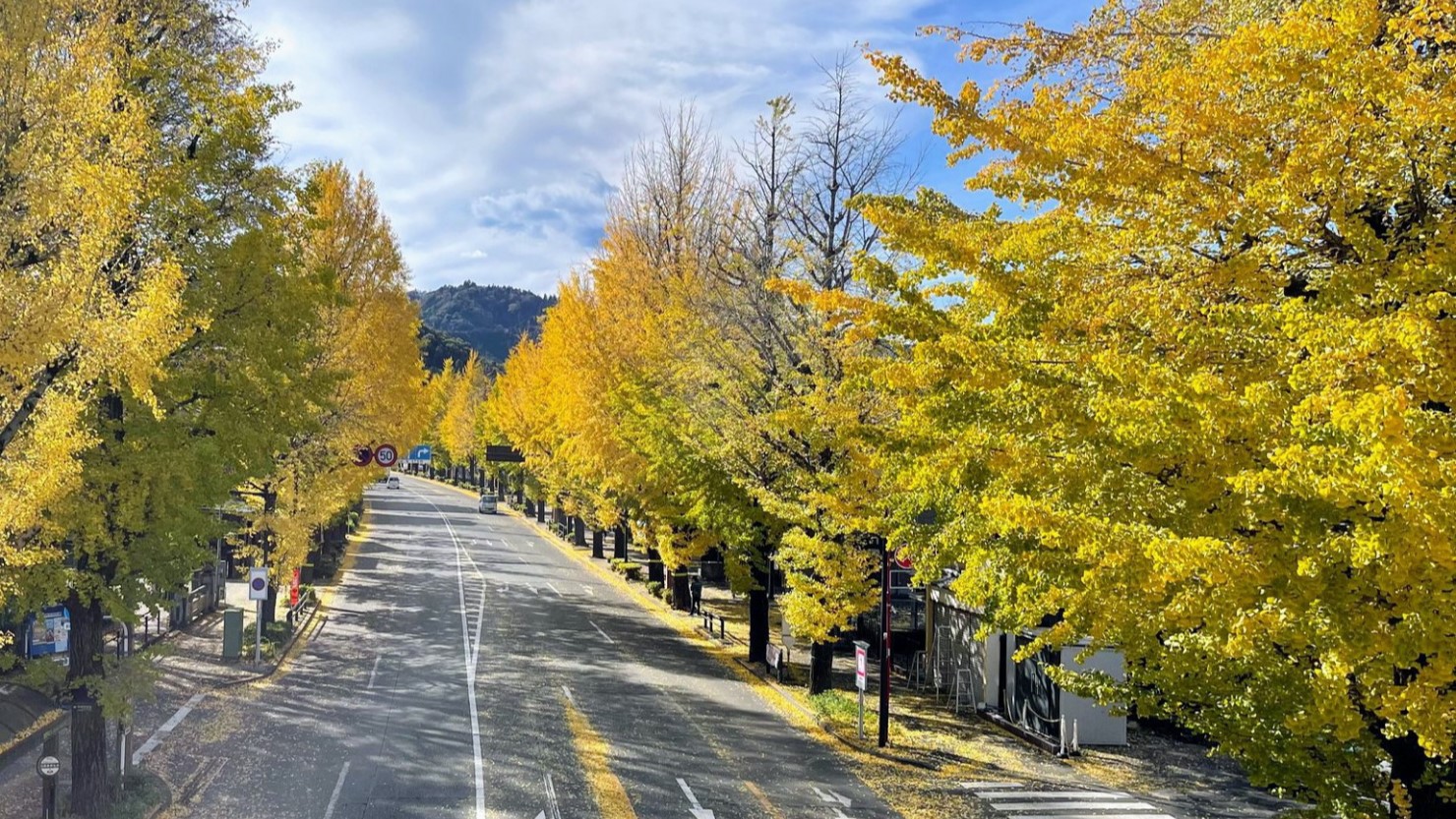 甲州街道といちょう並木