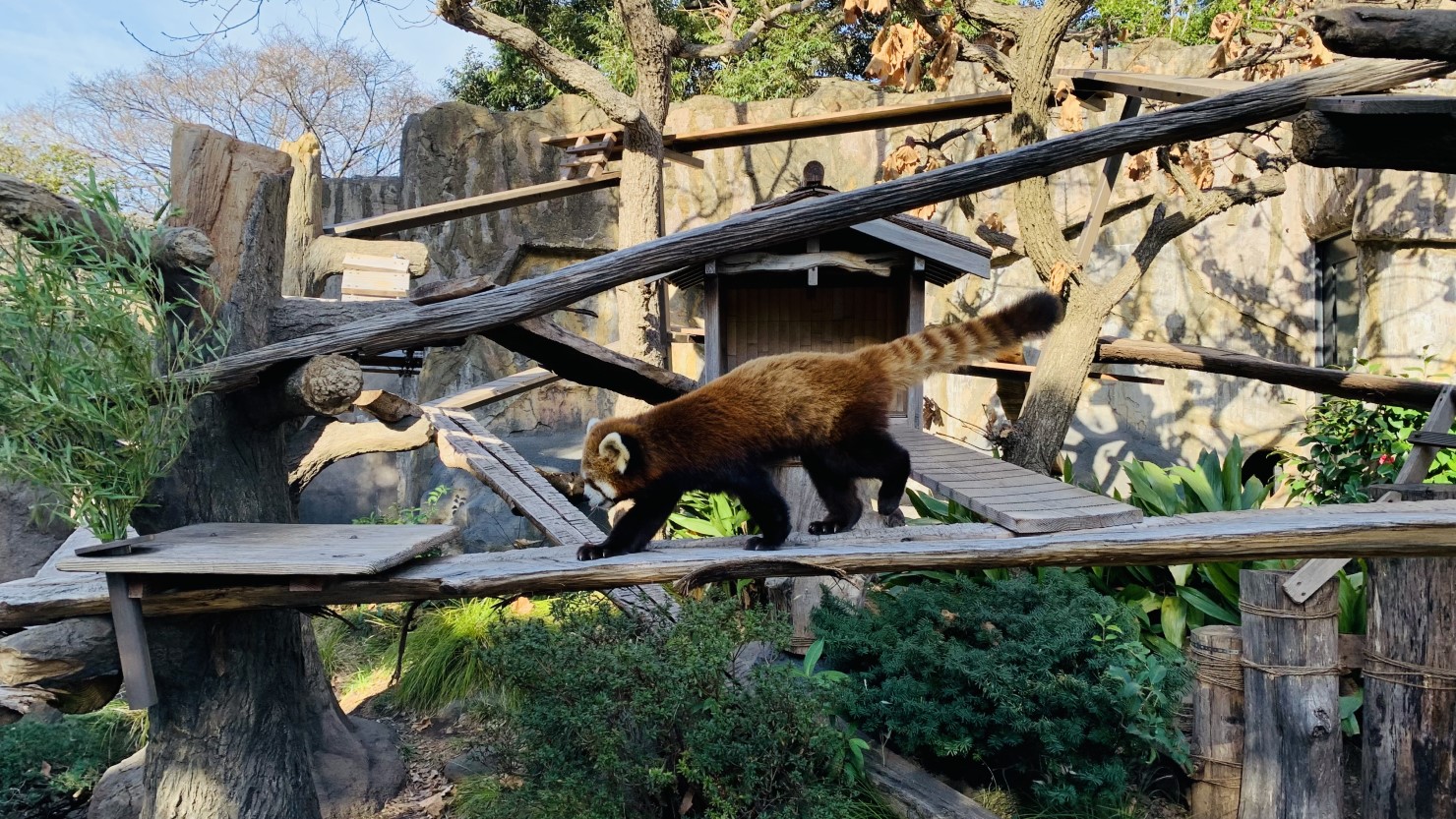野毛山動物園のレッサーパンダ