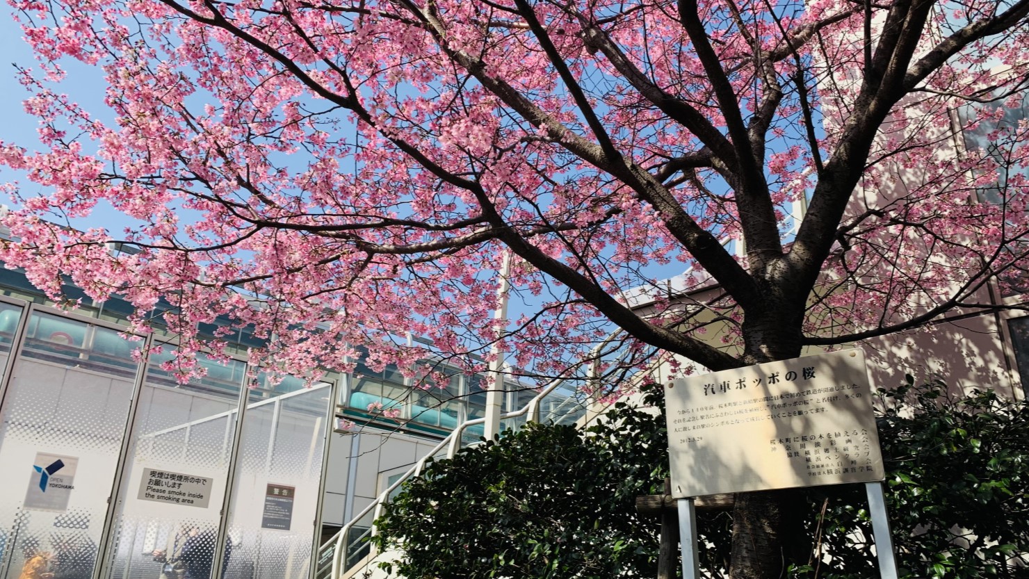 桜木町駅前の「汽車ポッポの桜」