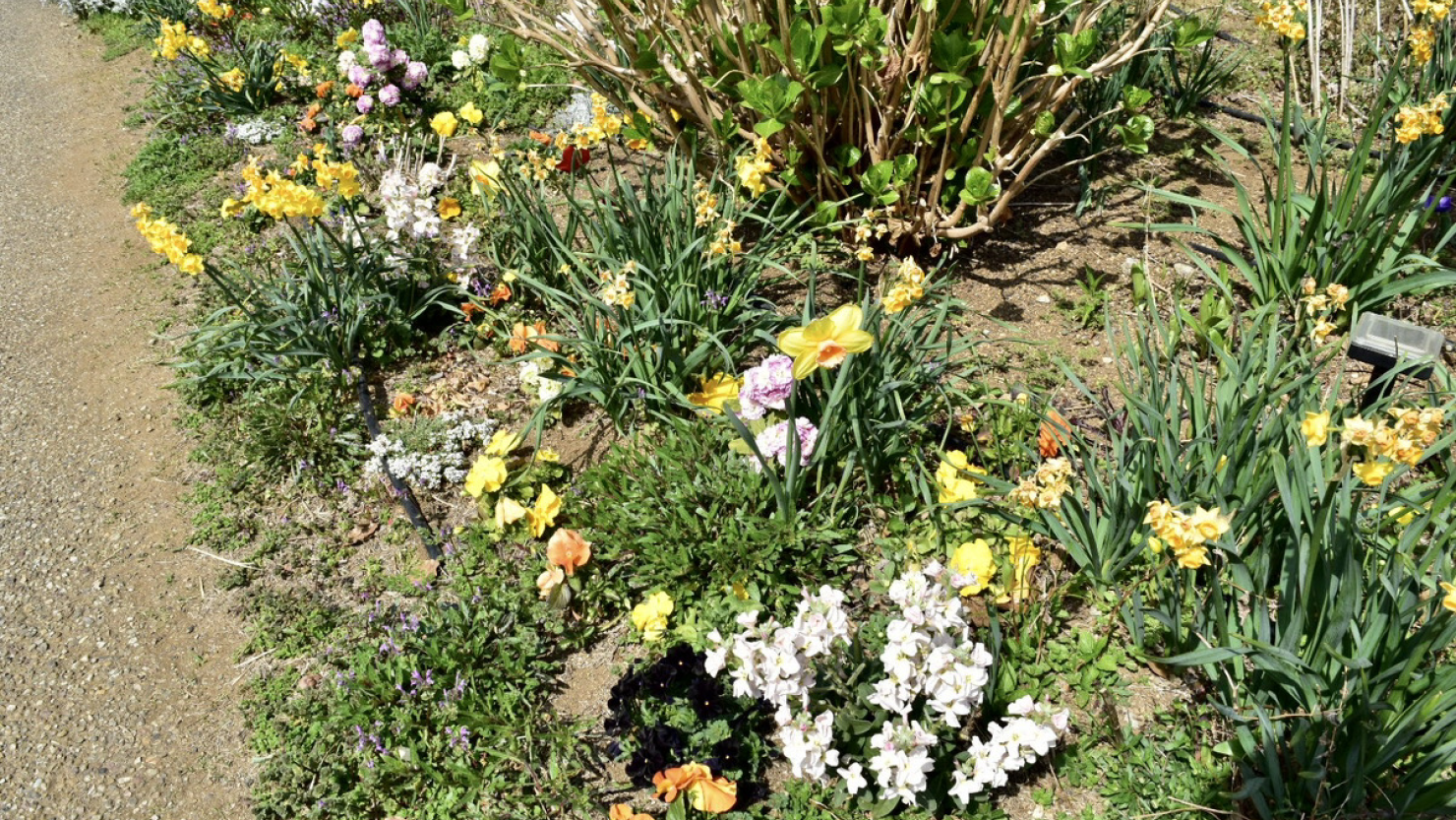 新港中央広場にある花々