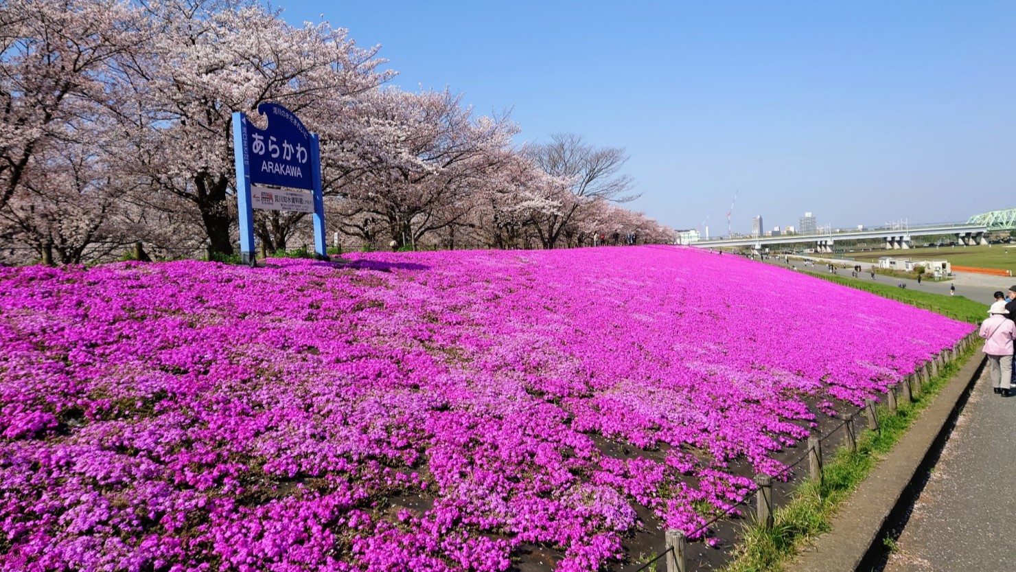 荒川沿いの芝桜とソメイヨシノ