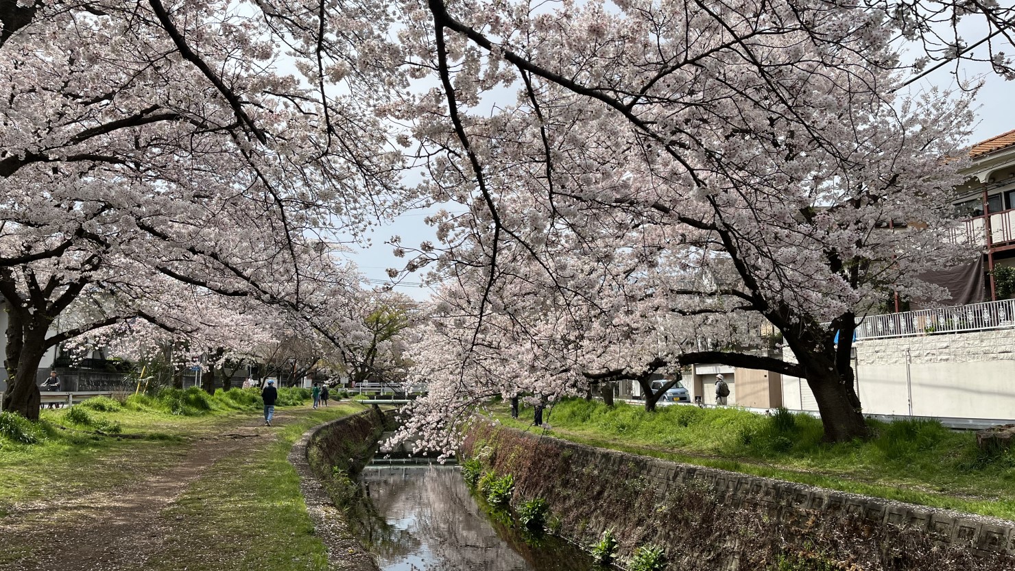 引地川の桜