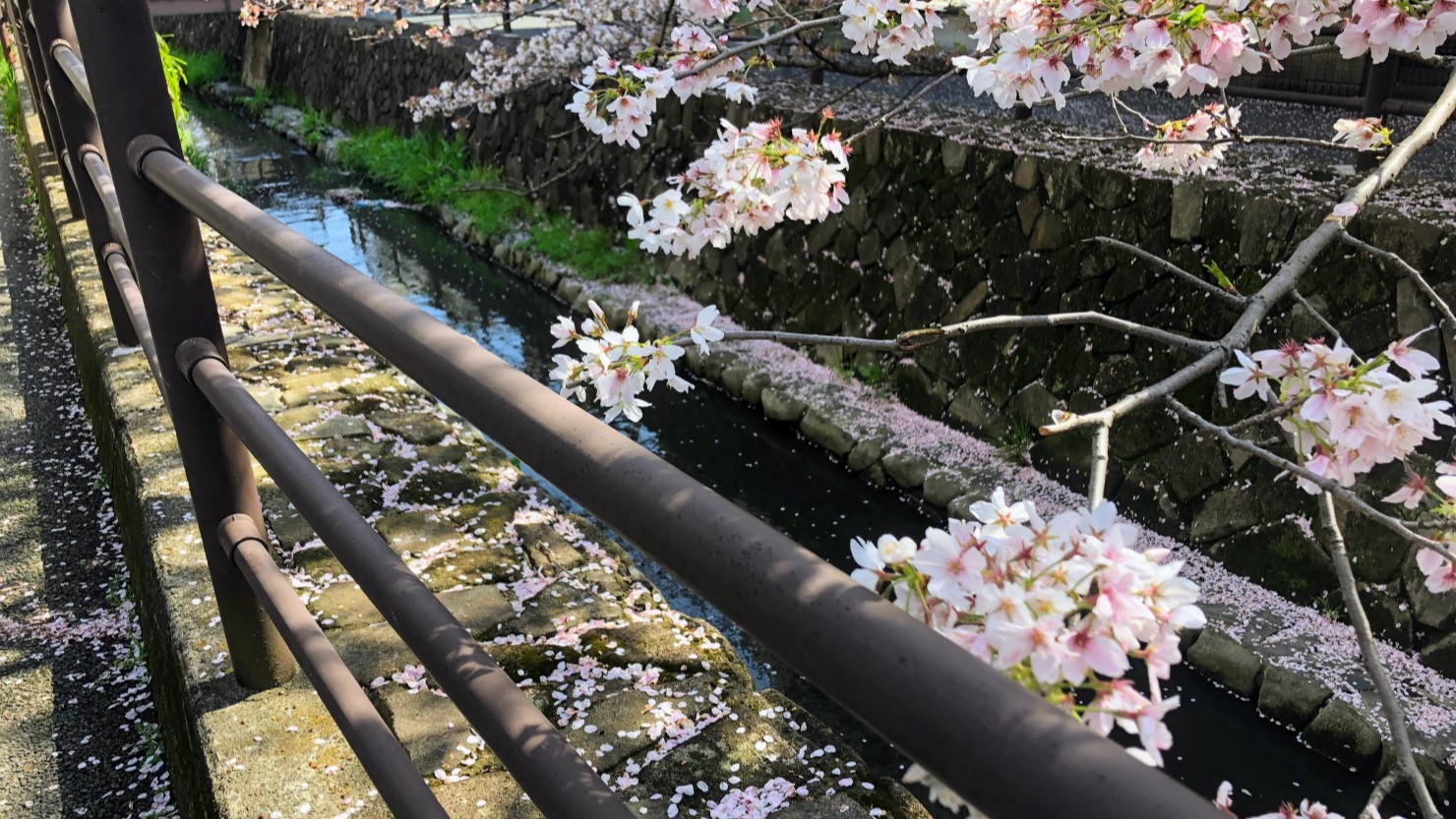 二ヶ領用水の桜