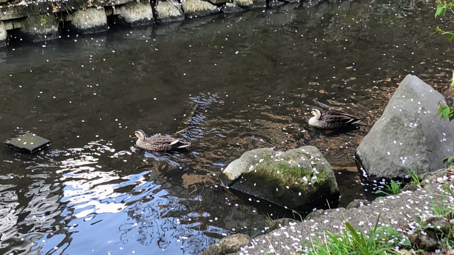 二ヶ領用水にいた鳥