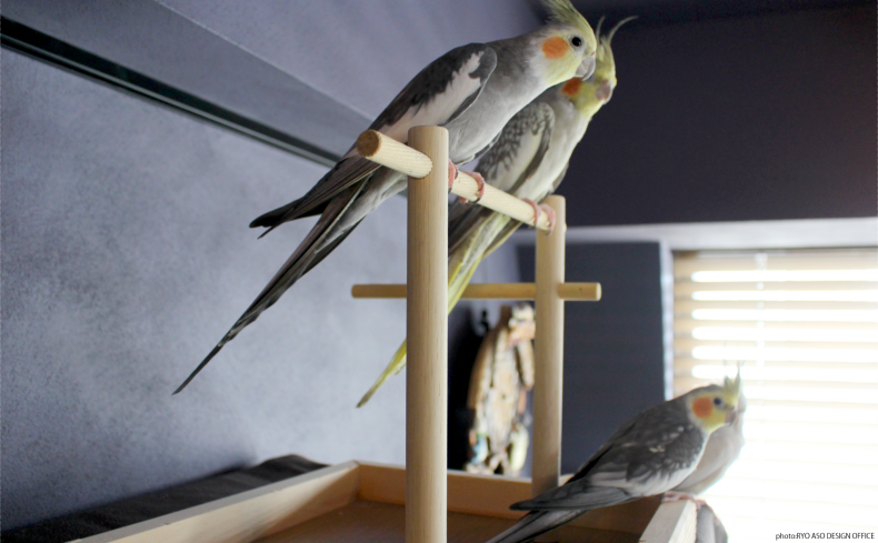 鳥好きによる、鳥ファーストな住まい │マンションリノベーション事例