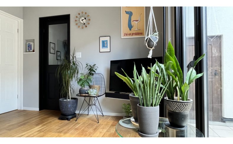 “サンスベリア”に学ぶ観葉植物との付き合い方。知れば育て方や増やし方も簡単