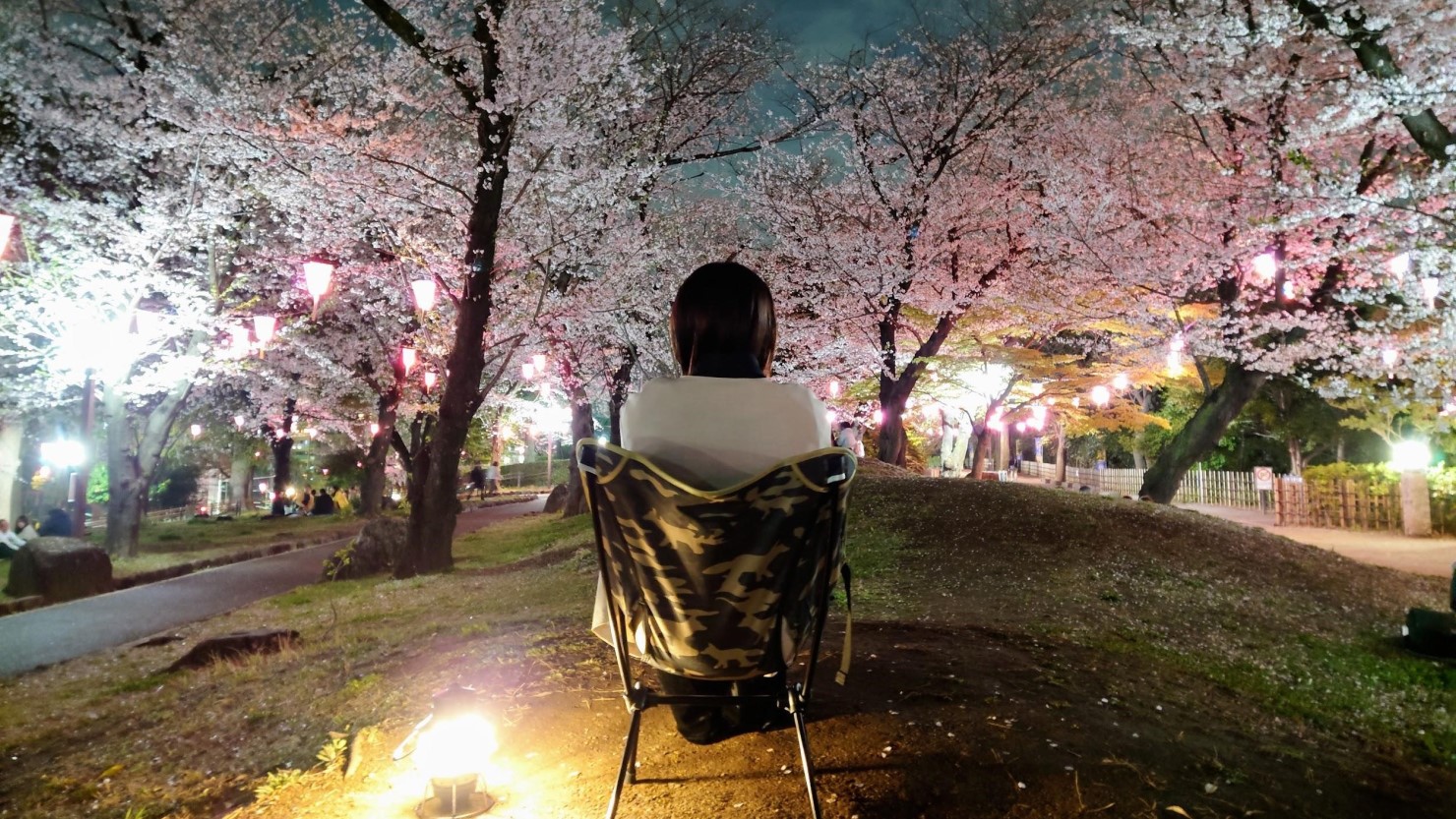 飛鳥山で楽しむ夜桜