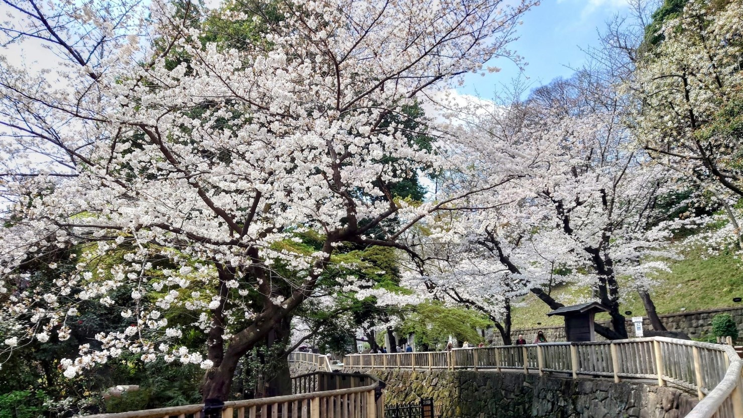 桜の季節の音無親水公園