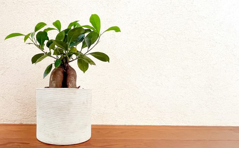 観葉植物”ガジュマル”は魅力がいっぱい！上手に育てるコツをご紹介