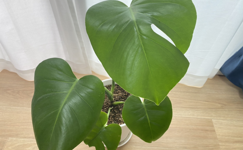 癒やしの観葉植物“モンステラ”を育てた体験談。育て方・魅力・注意点を紹介